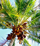 Olej, kt�ry cudownie wp�ywa na zdrowi� i urod�