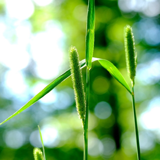 Kasza jaglana - na odporno��