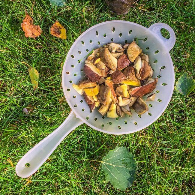 grzyby na durszlaku z AleDobre